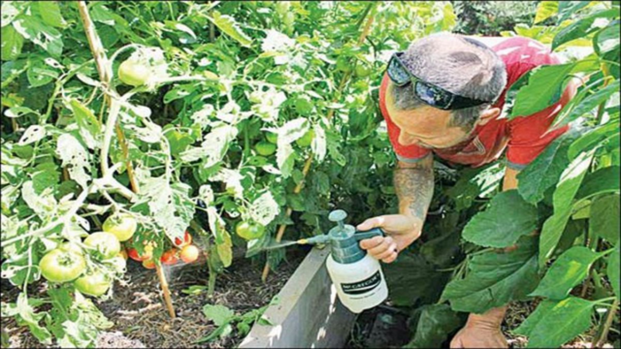 Чудно: Този еликсир ще накара доматите и цветята ви да растат като луди /Рецепта/