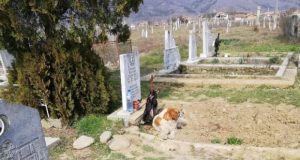 Българският Хачико: 40 дни куче пази гроба на починал мъж