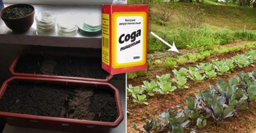 Содата бикарбонат – Верен помощник в градината – Има ли гъсеници-сода