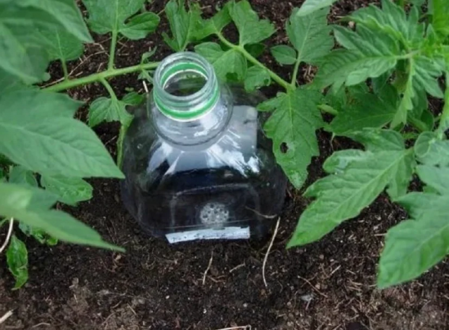 Безплатно капково напояване: Благодарение на този метод можете да поливате ефективно и икономично зеленчуци
