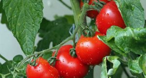 Българин изобрети нов ефикасен метод за отглеждане на домати без пръскане с отрови