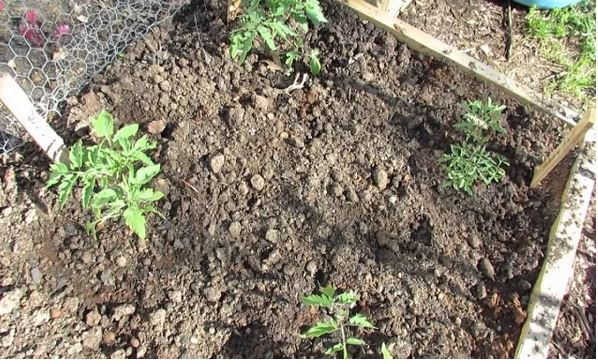 Ето какво прави моята баба за справяне с вредителите в градината! Дори и мравка не може да се види