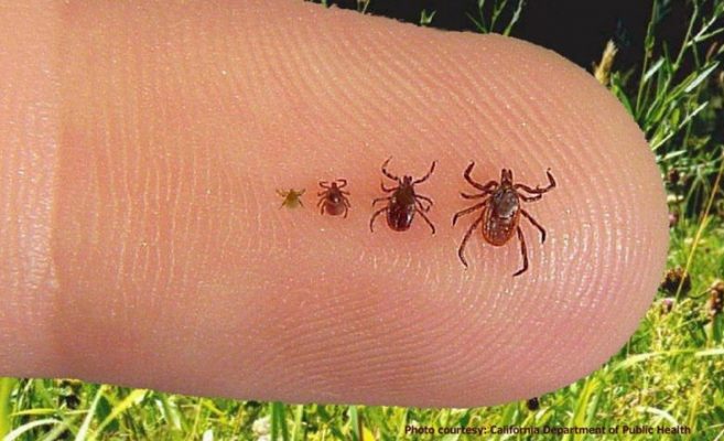 Най-лесният трик с който кърлежите ще ви подминават отдалеч това лято