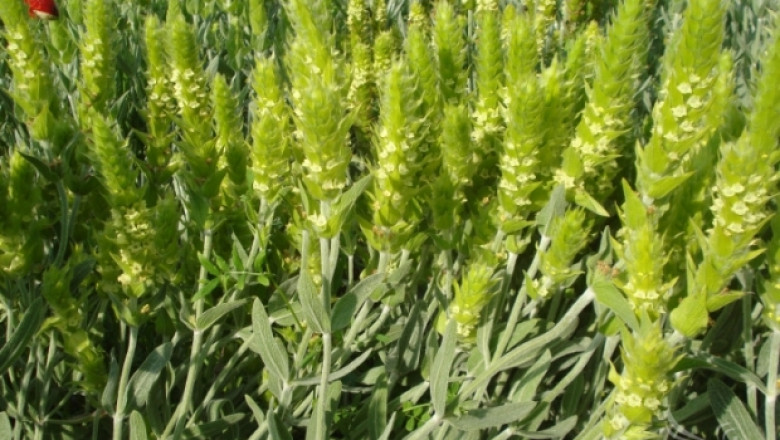 Вода газим жадни ходим: Тази билка е „здравословното чудо“ на България