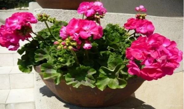 Благодарение на тези правила цветовете на мушкатото ще бъдат по-красиви от всякога след зимата: Рецепта от цветар!