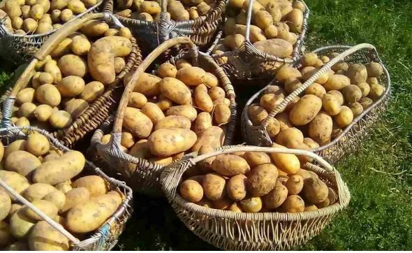 Двойна реколта от картофи: как да го постигнете? В днешната статия ще ви споделим как можете да отгледате голямо количество картофи на малка площ. Всичко, което трябва да направите, е да спазвате определени правила при засаждането на картофите. Това е специална технология за засаждане, която ще увеличи добива ви от картофи. Представете си, че можете да съберете до 80 кофи картофи от сто квадратни метра! Как да получите богата реколта от картофи? Тайната се крие в празните пространства между леглата. Обикновено, когато засаждате картофи в редове, голяма площ остава празна. Съгласно този метод се препоръчва клубените да се засаждат на два двойни реда с ширина 30 см. Посадете ги в шахматен ред. Тоест клубенът в левия ред ще се намира между два клубена в десния ред и обратно. Разстоянието между двойните редове може да бъде около 80 см. Опитайте се да подредите картофите така, че горната част на картофа с най-много кълнове да е обърната към центъра на двойния ред. Двойна реколта от картофи: как да го постигнете? Двойна реколта от картофи: как да го постигнете? След засаждането на клубените, просто ги зарийте с почва с мотика. Да, картофите ще бъдат почти на повърхността. Така трябва да бъде. Вижте още: Домашни хлебчета с пълнеж Разхлабване Ще трябва да разхлабвате земята около картофите три или четири пъти. Опитайте се да направите това след дъжд или поливане, за да съхраните влагата за дълго. Растенията трябва да бъдат заровени чак до листата. Двойна реколта от картофи: как да го постигнете? Двойна реколта от картофи: как да го постигнете? От дълги години садя картофите по този начин. Препоръчвам ви да опитате и вие. Двойна реколта от картофи – мисията е възможна.