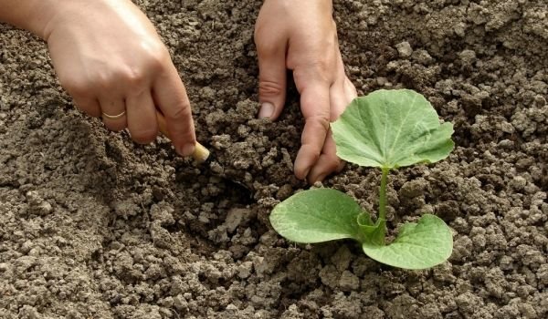 Календар на опитния градинар: Какво да засадим през месеците април и май?