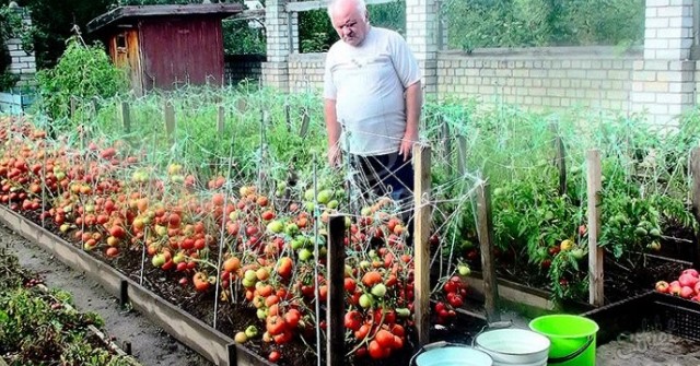 За едно лято ги подхранвам така 3 пъти: Доматите се превиват от плод чак до октомври