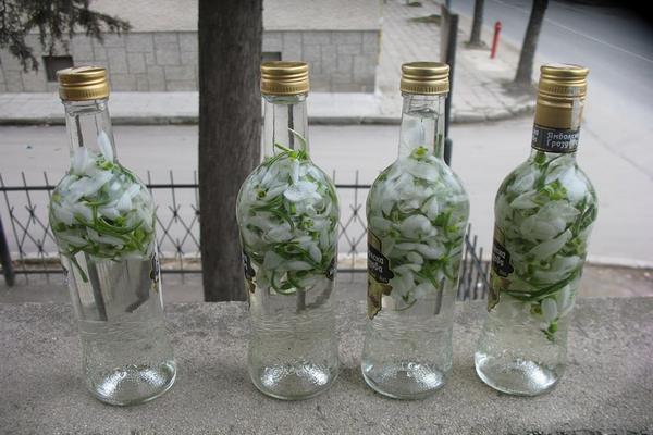 Магически народен лек за зрение и памет! Заливаме кокичета с ракия и