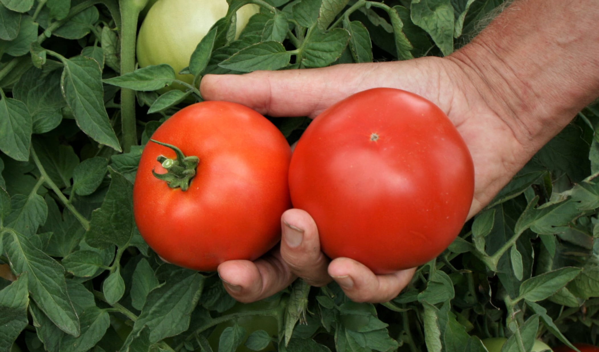 3-4 литра на квадрат – толкова стига за да зреят доматите по-бързо