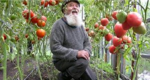 7 правила които знам от дядо ми за богата реколта от домати