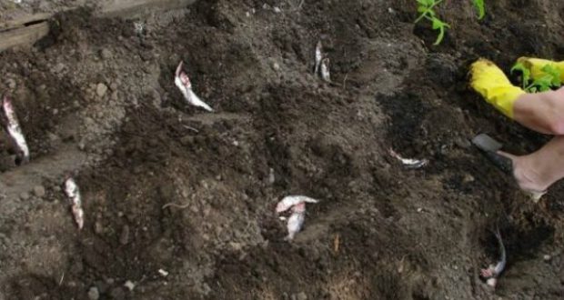 Защо всички опитни градинари започнаха да заравят рибни глави в градините си