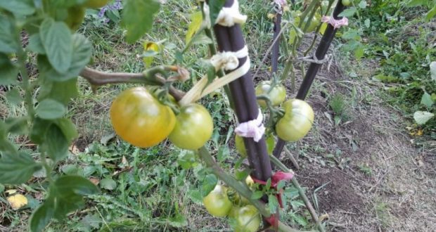 Защо е нужно да оголвате доматите? Безценни съвети от опитни градинари!