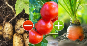 Опитни градинари съветват: Как да подредите зеленчуците