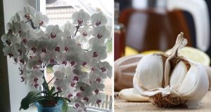 Защо поставям скилидка чесън в саксията със стайни растения? Цветята ми полудяха а орхидеите ми не спират да цъфтят!