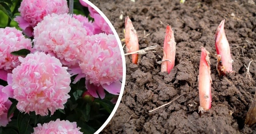 Божурът ще цъфне с ОГРОМНИ цветове ако го подхраниш така напролет: