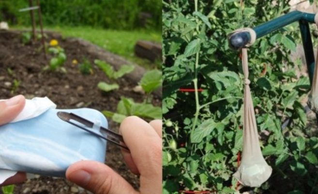 Събрах погледите на съседите вчера. Вързах сапуна на вързопчета в градината