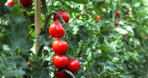 Собственик на доматена ферма: Ако искате кофи реколта до ноември трябва да подрежете доматите по тази процедура!
