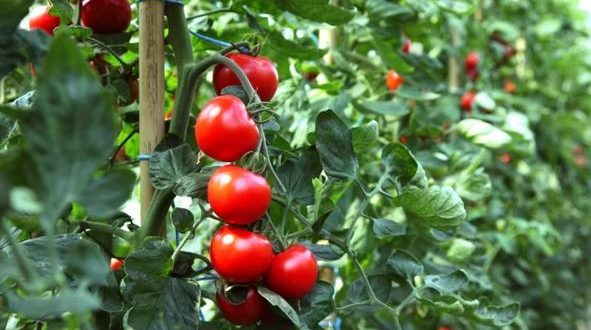 Собственик на доматена ферма: Ако искате кофи реколта до ноември трябва да подрежете доматите по тази процедура!