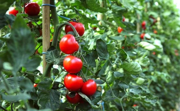 Собственик на доматена ферма: Ако искате кофи реколта до ноември трябва да подрежете доматите по тази процедура!