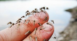 Най-ефикасният капан за комари се прави за 5 минути от бутилка
