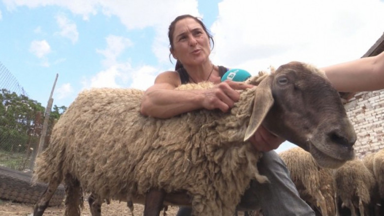 Официално! ВАС призна че в овцефермата на Ана от Болярово не е имало чума!