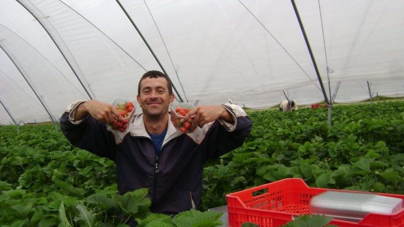 За пример! Българин в Англия направи най-голямата ферма за ягоди и малини!