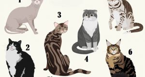 Много точен тест: Изберете котка и научете какъв човек сте