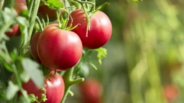 Една шепа на квадратен метър – и доматите раждат по 11-13 кг от корен