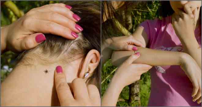 Забравете за Айкъна и другите химии от аптеките! Ето как да се спасите от кърлежите тази година: