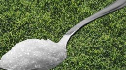 Съседка ми каза да оставя лъжица захар в двора в горещините и цял живот ще съм й благодарна за този съвет, направете го и Вие!